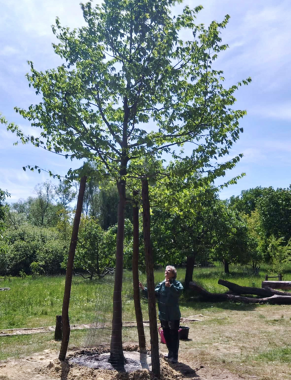 Baumpflanzung auf der Streuobstwiese