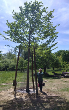 Baumpflanzung auf der Streuobstwiese